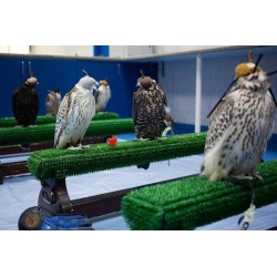 astroturf for birds of prey