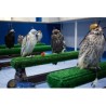 astroturf for birds of prey